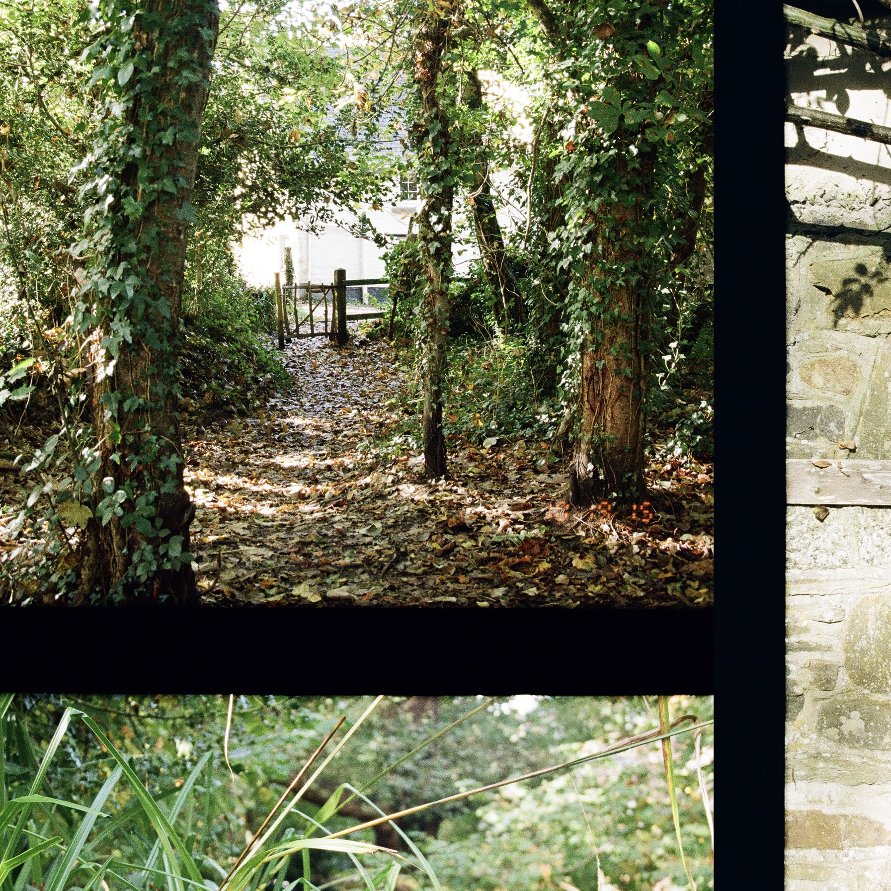 woodland with a gate outside it