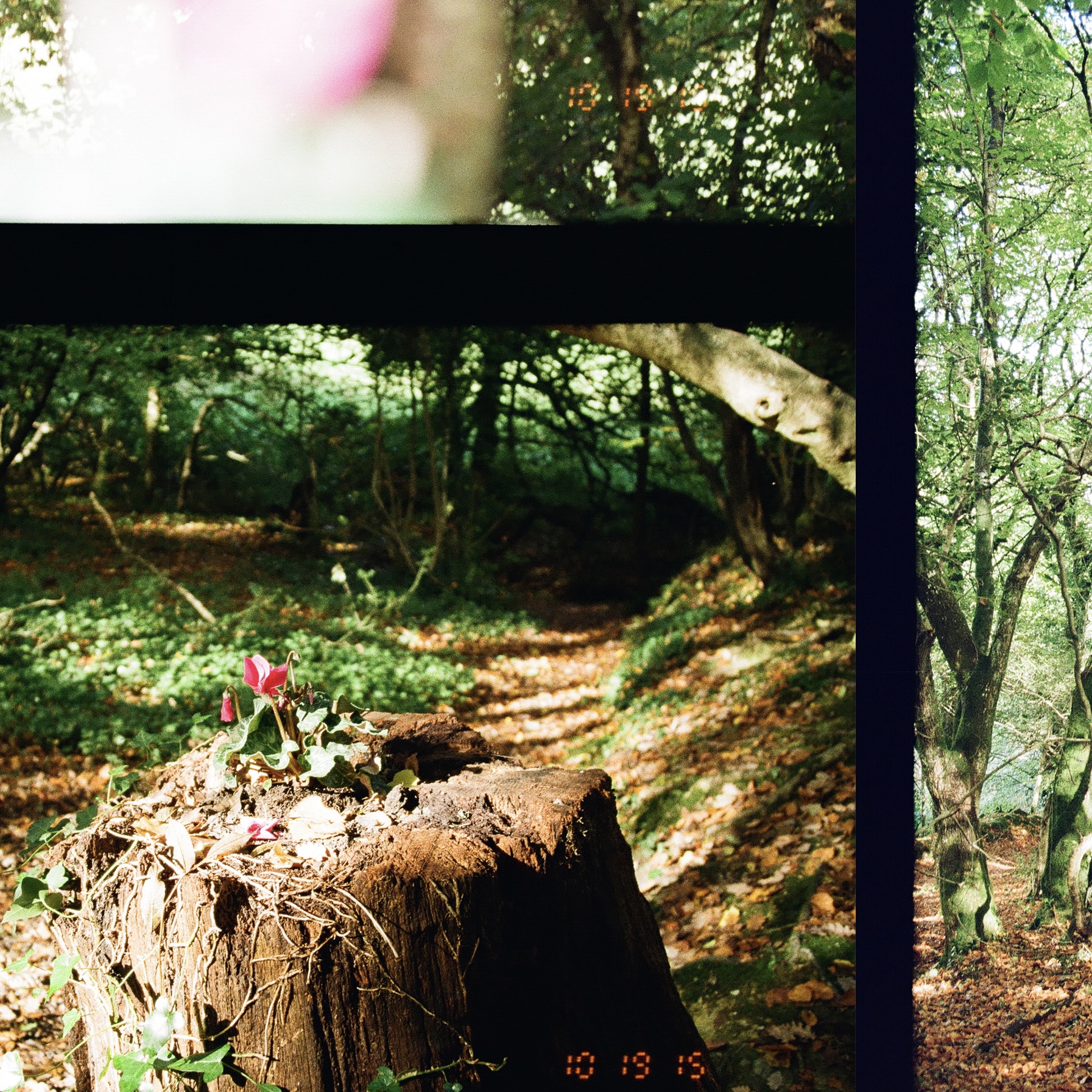 flower growing on tree trunk
