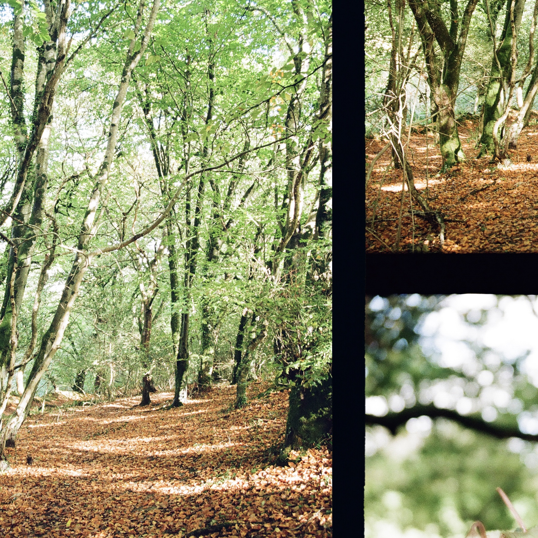 woodland with brown leaves on the floor