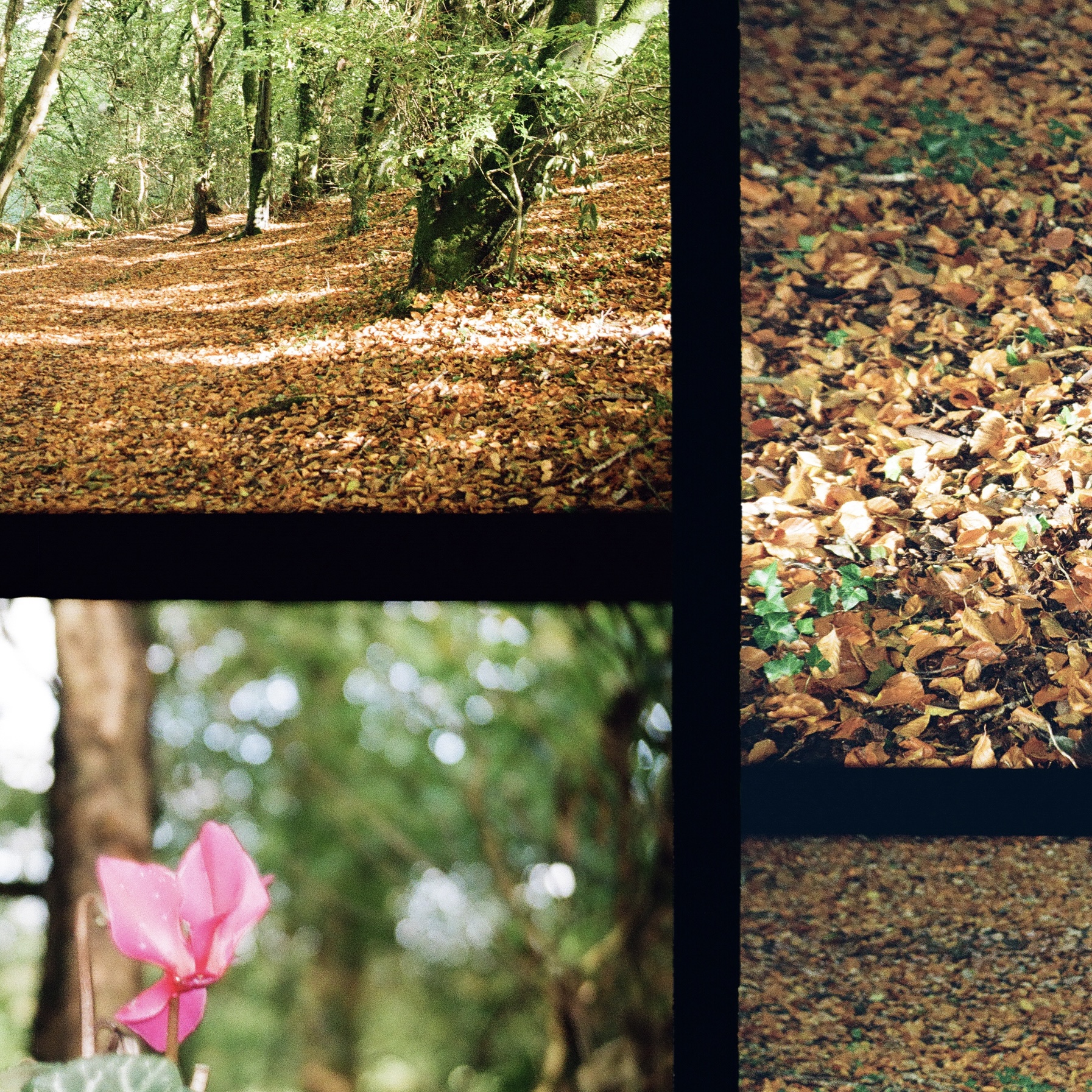 a single flower growing out of a tree trunk